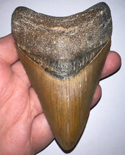 Load image into Gallery viewer, Large Megalodon Fossil Shark Tooth 4.22 Inches! Not Repaired!

