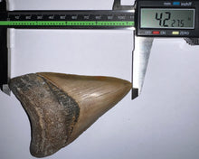 Load image into Gallery viewer, Large Megalodon Fossil Shark Tooth 4.22 Inches! Not Repaired!
