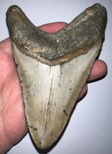 Load image into Gallery viewer, Huge Megalodon Fossil Shark Tooth 4.69 Inches! Not Repaired!
