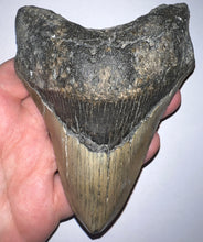 Load image into Gallery viewer, Huge Megalodon Fossil Shark Tooth 4.93 Inches Fantastic Serrations! Not Repaired!
