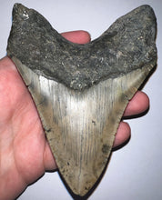 Load image into Gallery viewer, Huge Megalodon Fossil Shark Tooth 4.93 Inches Fantastic Serrations! Not Repaired!
