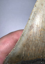 Load image into Gallery viewer, Huge Megalodon Fossil Shark Tooth 4.75 Inches! Not Repaired! INCREDIBLE Serrations!
