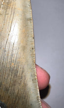 Load image into Gallery viewer, Huge Megalodon Fossil Shark Tooth 4.75 Inches! Not Repaired! INCREDIBLE Serrations!
