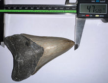 Load image into Gallery viewer, Huge Megalodon Fossil Shark Tooth 4.75 Inches! Not Repaired! INCREDIBLE Serrations!
