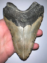 Load image into Gallery viewer, Huge Megalodon Fossil Shark Tooth 5.18 Inches! Not Repaired!
