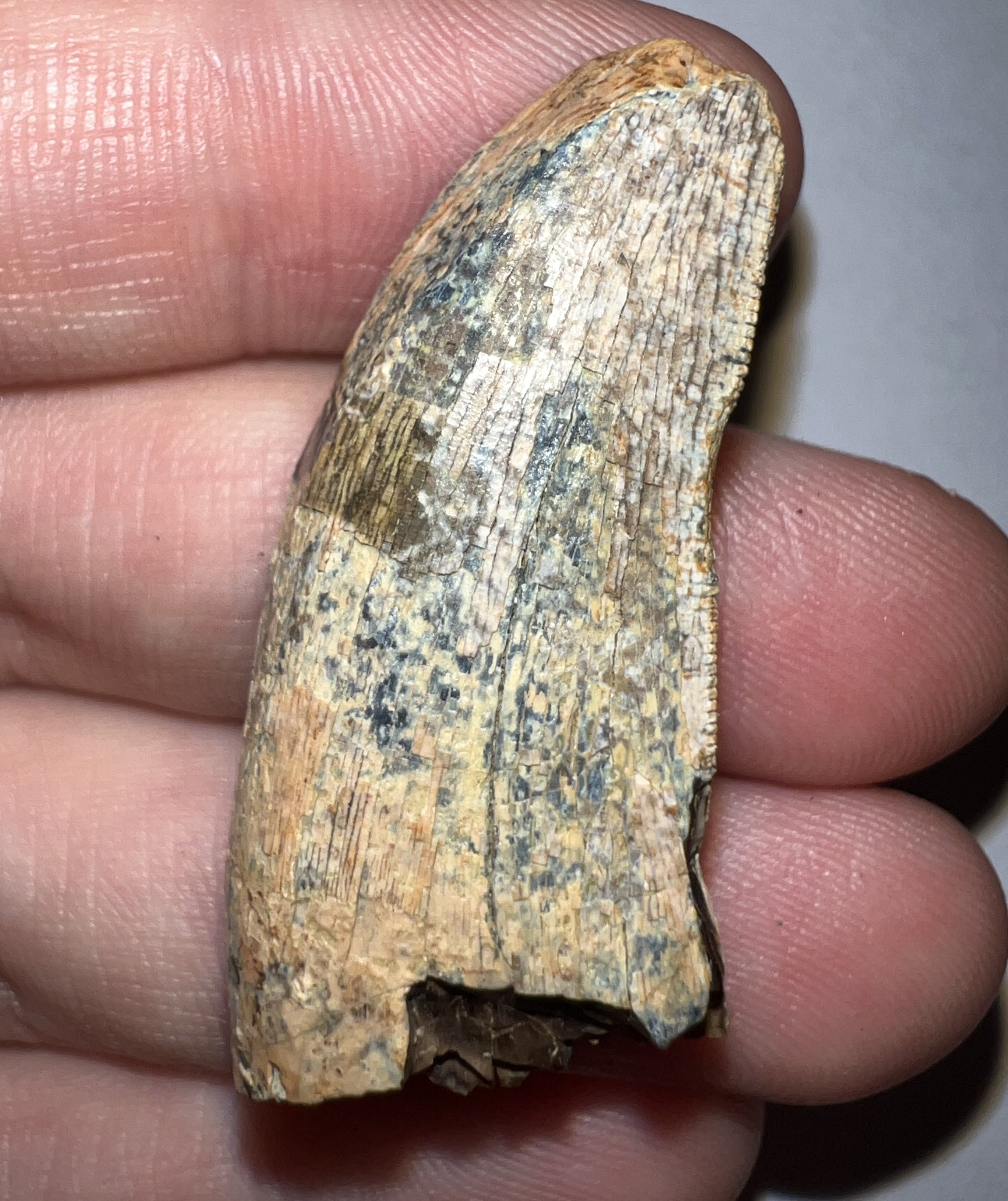 Tyrannosaur Fossil Tooth 1.67 Inches T-Rex or a relative NO REPAIR!