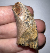 Load image into Gallery viewer, Tyrannosaur Fossil Tooth 1.67 Inches T-Rex or a relative NO REPAIR!
