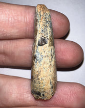 Load image into Gallery viewer, Tyrannosaur Fossil Tooth 1.67 Inches T-Rex or a relative NO REPAIR!
