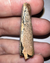 Load image into Gallery viewer, Tyrannosaur Fossil Tooth 1.67 Inches T-Rex or a relative NO REPAIR!
