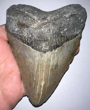 Load image into Gallery viewer, Huge Megalodon Fossil Shark Tooth 5.17 Inches! Not Repaired!
