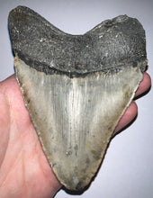 Load image into Gallery viewer, Huge Megalodon Fossil Shark Tooth 5.17 Inches! Not Repaired!

