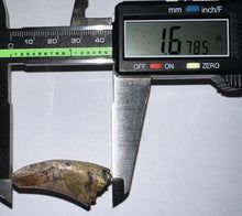 Load image into Gallery viewer, Tyrannosaur Fossil Tooth 1.67 Inches T-Rex or a relative NO REPAIR!
