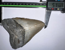 Load image into Gallery viewer, Huge Megalodon Fossil Shark Tooth 5.17 Inches! Not Repaired!
