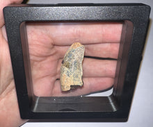 Load image into Gallery viewer, Tyrannosaur Fossil Tooth 1.67 Inches T-Rex or a relative NO REPAIR!
