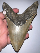 Load image into Gallery viewer, Huge Megalodon Fossil Shark Tooth 5.1 Inches! Not Repaired! INCREDIBLE Serrations!
