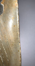 Load image into Gallery viewer, Huge Megalodon Fossil Shark Tooth 5.1 Inches! Not Repaired! INCREDIBLE Serrations!
