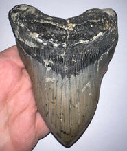 Load image into Gallery viewer, Huge Megalodon Fossil Shark Tooth 5.37 Inches! Not Repaired! Fantastic Serrations!
