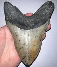 Load image into Gallery viewer, Huge Megalodon Fossil Shark Tooth 5.37 Inches! Not Repaired! Fantastic Serrations!
