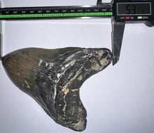 Load image into Gallery viewer, Huge Megalodon Fossil Shark Tooth 5.37 Inches! Not Repaired! Fantastic Serrations!
