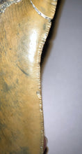 Load image into Gallery viewer, HUGE Megalodon Fossil Shark Tooth 5.69 Inches! Not Repaired! Incredible Serrations!
