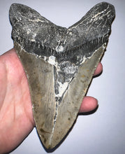 Load image into Gallery viewer, Monster Size Megalodon Fossil Shark Tooth 6.26 Inches Incredible Serrations! Not Repaired!
