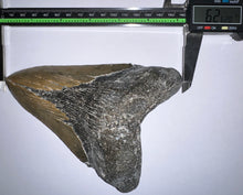 Load image into Gallery viewer, Monster Size Megalodon Fossil Shark Tooth 6.26 Inches Incredible Serrations! Not Repaired!
