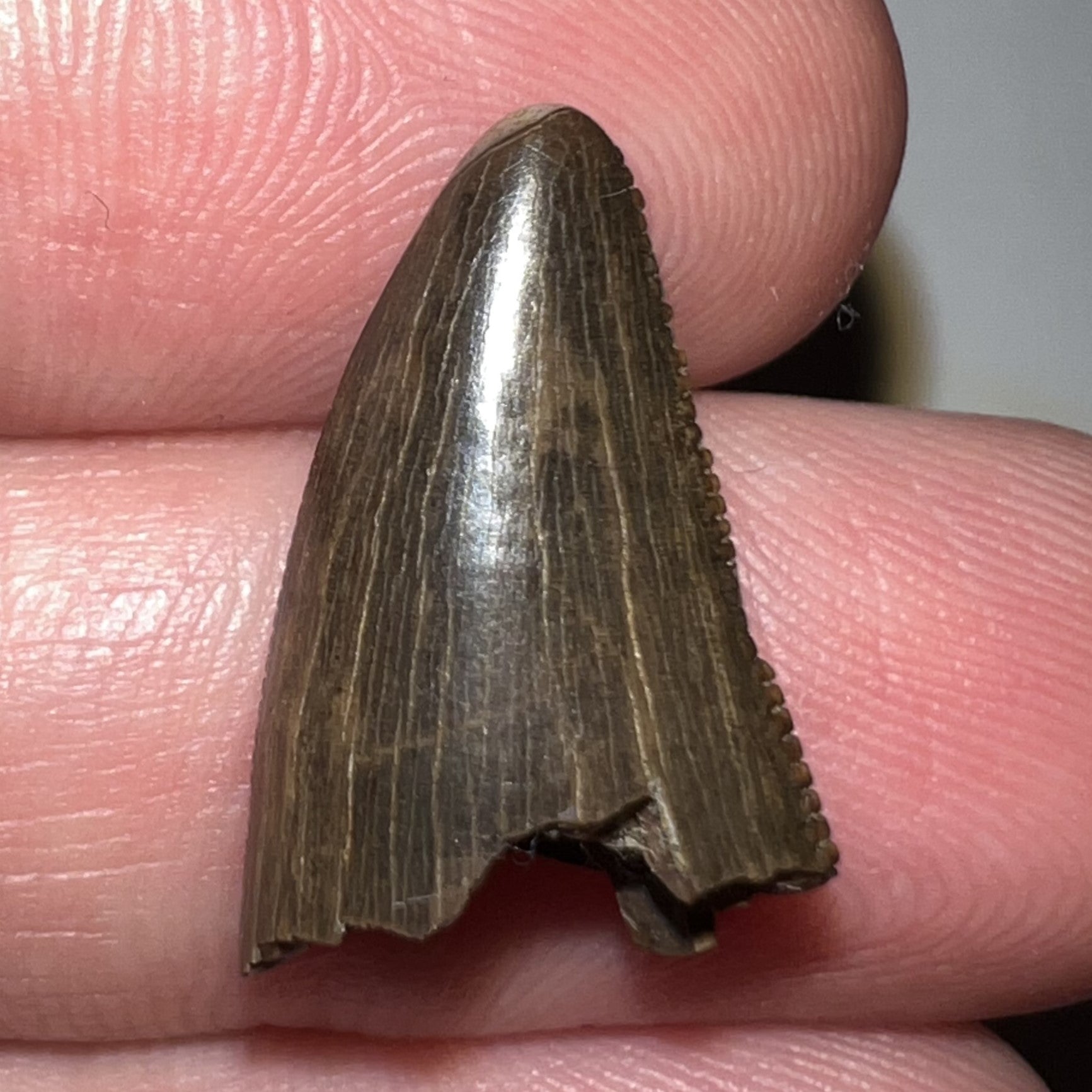 Tyrannosaurus Rex Fossil Partial Tooth .78 Inches