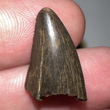 Load image into Gallery viewer, Tyrannosaurus Rex Fossil Partial Tooth .78 Inches
