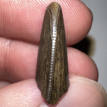 Load image into Gallery viewer, Tyrannosaurus Rex Fossil Partial Tooth .78 Inches
