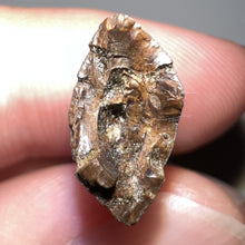 Load image into Gallery viewer, Tyrannosaurus Rex Fossil Partial Tooth .78 Inches
