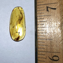 Load image into Gallery viewer, GEM Dinosaur age Burmite Fossil AMBER with Large SUPER RARE FEATHER! 9.3 MM! TESTED FOR AUTHENTICITY!!
