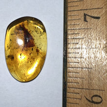 Load image into Gallery viewer, GEM QUALITY Dinosaur age Burmite AMBER with a Rare FLOWER! TESTED FOR AUTHENTICITY!!
