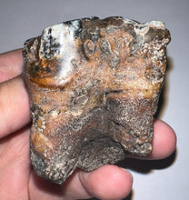 Load image into Gallery viewer, Large Ice Age Fossil Woolly Rhinoceros Molar Coelodonta Antiquitatis 2.81 Inches
