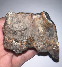 Load image into Gallery viewer, Large Ice Age Fossil Woolly Rhinoceros Molar Coelodonta Antiquitatis 2.81 Inches

