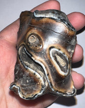 Load image into Gallery viewer, Large Ice Age Fossil Woolly Rhinoceros Molar Coelodonta Antiquitatis 2.81 Inches
