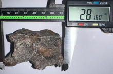 Load image into Gallery viewer, Large Ice Age Fossil Woolly Rhinoceros Molar Coelodonta Antiquitatis 2.81 Inches
