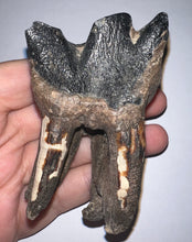 Load image into Gallery viewer, HUGE Ice Age Fossil Woolly Rhinoceros Molar Coelodonta Antiquitatis 3.16 Inches
