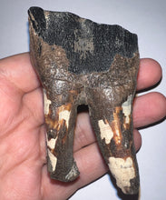 Load image into Gallery viewer, HUGE Ice Age Fossil Woolly Rhinoceros Molar Coelodonta Antiquitatis 3.16 Inches
