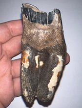 Load image into Gallery viewer, HUGE Ice Age Fossil Woolly Rhinoceros Molar Coelodonta Antiquitatis 3.16 Inches
