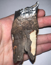 Load image into Gallery viewer, HUGE Ice Age Fossil Woolly Rhinoceros Molar Coelodonta Antiquitatis 3.16 Inches
