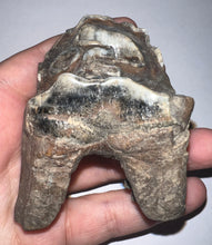 Load image into Gallery viewer, Large Ice Age Fossil Woolly Rhinoceros Molar Coelodonta Antiquitatis 2.65 Inches
