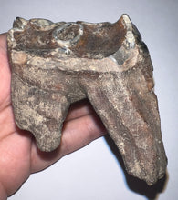 Load image into Gallery viewer, Large Ice Age Fossil Woolly Rhinoceros Molar Coelodonta Antiquitatis 2.65 Inches
