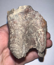 Load image into Gallery viewer, Large Ice Age Fossil Woolly Rhinoceros Molar Coelodonta Antiquitatis 2.65 Inches

