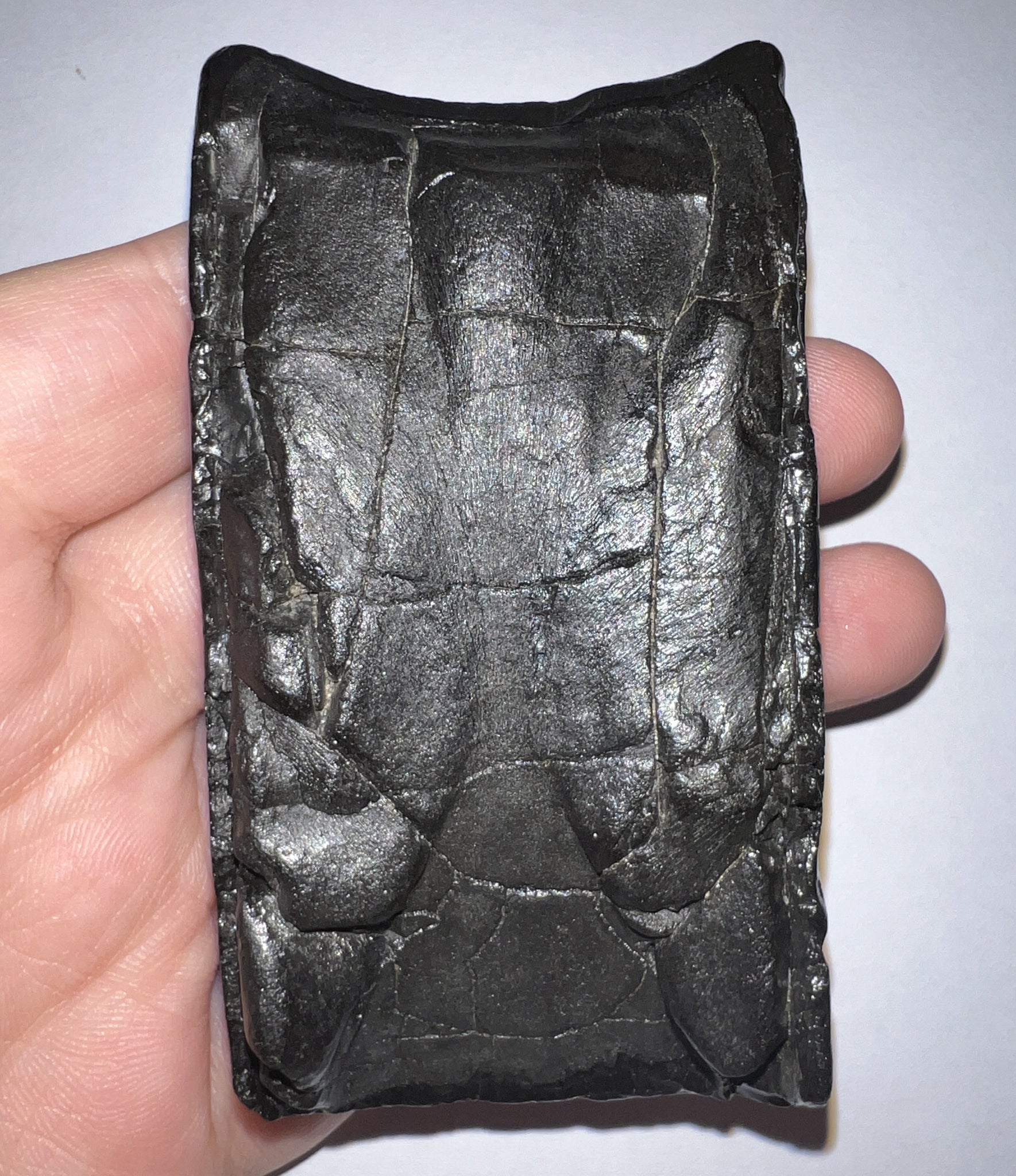 Slothzilla Authentic Giant Ground Sloth Eremotherium Partial Tooth for sale 3.38 ...