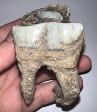 Load image into Gallery viewer, Large Ice Age Fossil Woolly Rhinoceros Molar Coelodonta Antiquitatis 2.66 Inches
