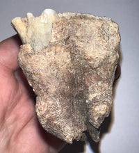 Load image into Gallery viewer, Large Ice Age Fossil Woolly Rhinoceros Molar Coelodonta Antiquitatis 2.66 Inches
