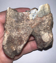 Load image into Gallery viewer, Large Ice Age Fossil Woolly Rhinoceros Molar Coelodonta Antiquitatis 2.66 Inches
