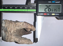 Load image into Gallery viewer, Large Ice Age Fossil Woolly Rhinoceros Molar Coelodonta Antiquitatis 2.66 Inches
