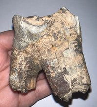 Load image into Gallery viewer, Large Ice Age Fossil Woolly Rhinoceros Molar Coelodonta Antiquitatis 2.55 Inches
