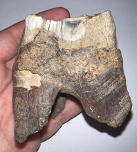 Load image into Gallery viewer, Large Ice Age Fossil Woolly Rhinoceros Molar Coelodonta Antiquitatis 2.55 Inches
